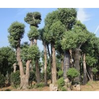 湖南綠化大樹喬木湖南移栽香樟湖南精品香樟