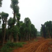 單營(yíng)貴州省香樟樹，四川省香樟樹，重慶市香樟樹，福建香樟樹