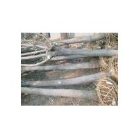 國槐 五公分以上國槐 全冠帶球國槐