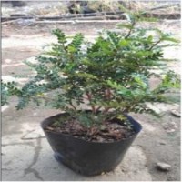 供應(yīng)清香木