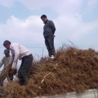 供應(yīng)各種綠化苗紅王子,小檗,連翹