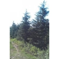 誠信供應(yīng)【雪松】廣玉蘭 蜀檜 女真 紅葉石楠球等多種綠化苗木