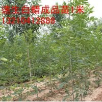 山東速生白蠟￥惠民速生白蠟價(jià)格￥濱州速生白蠟￥速生蠟基地