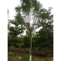 廣東藍花楹，廣州花都藍花楹