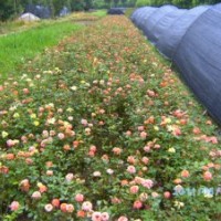 瀏陽供應(yīng)精品月季