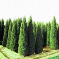 塔檜苗木廠家，優(yōu)質(zhì)的塔檜苗木