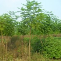 喬木:藍(lán)花楹