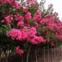 廣玉蘭，紫玉蘭，白玉蘭，黃玉蘭