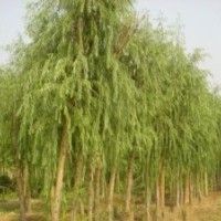 5公分垂柳小苗價格8公分旱柳價格12公分饅頭柳價格