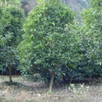 苗木丹桂,雞槭,紅豆杉