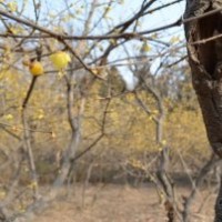 梅花價(jià)格,枸骨價(jià)格,紅梅價(jià)格,海桐價(jià)格,蠟梅價(jià)格表