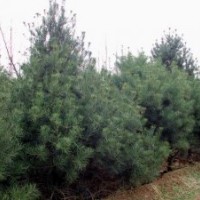 綠化苗木價(jià)格白蠟,油松,側(cè)柏,樟子松,黑松,紅楓,櫻花,合歡