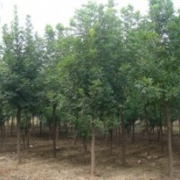 出售7-12公分白蠟