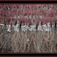 美國紅楓扦插苗，美國紅楓，秋紅楓，秋火焰等