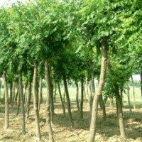 供應(yīng)各種規(guī)格欒樹