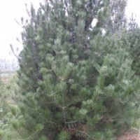 大量供應(yīng)白皮松//華山松小苗、3-7你定植苗