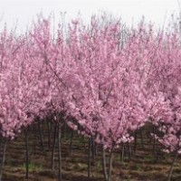 供應紅花桃（碧桃）