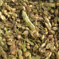 出售12年12月份新采的國槐種子