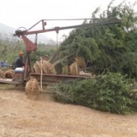 徑20公分雪松價格，雪松小苗1.8元；