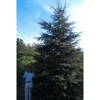 誠(chéng)信供應(yīng)【雪松】廣玉蘭 蜀檜 女真 紅葉石楠球等多種綠化苗木