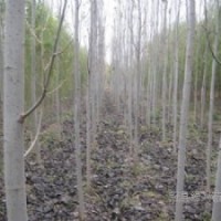 【低價(jià)】供椿樹(shù)苗，毛白楊苗，國(guó)槐苗，合歡苗，速生柳/垂柳