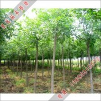 泓遠(yuǎn)綠化苗木基地白蠟價(jià)格