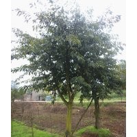 成都黃葛樹，黃葛樹價格，黃葛樹點(diǎn)景樹