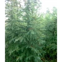 供應(yīng)南京湯泉雪松價格