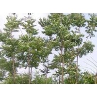 河北千頭椿，平頭千頭椿