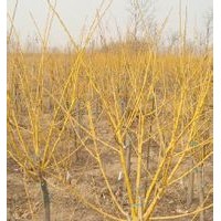 金枝槐的形態(tài)特征