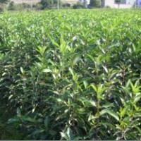 長期供應(yīng)法國冬青(青珊瑚）