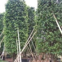 垂葉榕柱價(jià)格-垂葉榕柱苗木價(jià)格-垂葉榕柱苗木批發(fā)價(jià)格