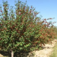 供應【八棱海棠樹】/帶領農民脫貧致富