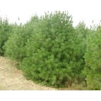 銷(xiāo)售白皮松，白皮松，白皮松