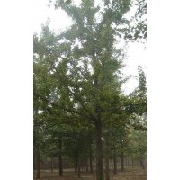 供應15公分銀杏樹