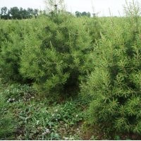 供應(yīng)1.5米以上優(yōu)質(zhì)白皮松