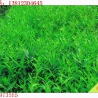 大量供應(yīng)竹柳幼苗