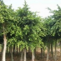 供應(yīng)小葉榕