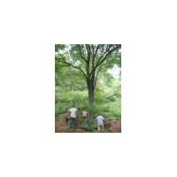 4-12公分國(guó)槐