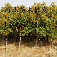 香樟批發(fā) 河北香樟批發(fā)