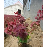 出售金葉水蠟紫葉小檗紫葉水蠟等營養(yǎng)缽苗