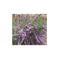 八仙花、紫花醉魚木、紫珠，糯米條