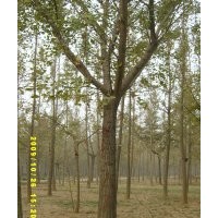 20-25公分銀杏價(jià)格