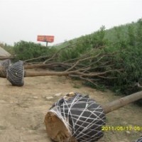 滄州洪生國槐專供、購銷基地