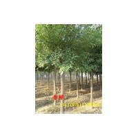 供應(yīng)香樟小苗，2公分香樟，3公分香樟，4公分香樟，5公分香樟