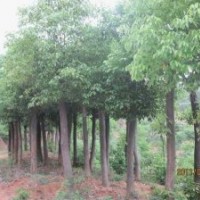 湖北宜昌三峽鑫林苗圃低價(jià)供應(yīng)8公分以上全冠、移植香樟