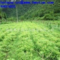 木荷苗，荷木種子