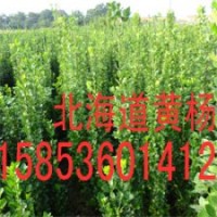 北海道黃楊供應(yīng)