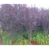 2公分紅葉李，3公分紅葉李，4公分紅葉李，紅葉李小苗