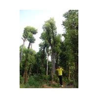 供應(yīng)移植香樟.多桿香樟.骨架香樟